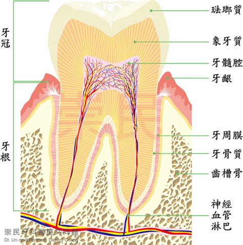 牙齒的功能|口腔科學/牙體解剖